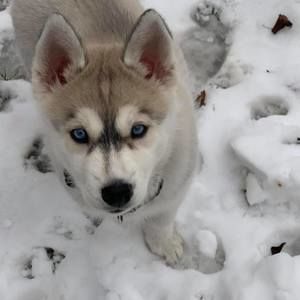 Meet your Posher, Net